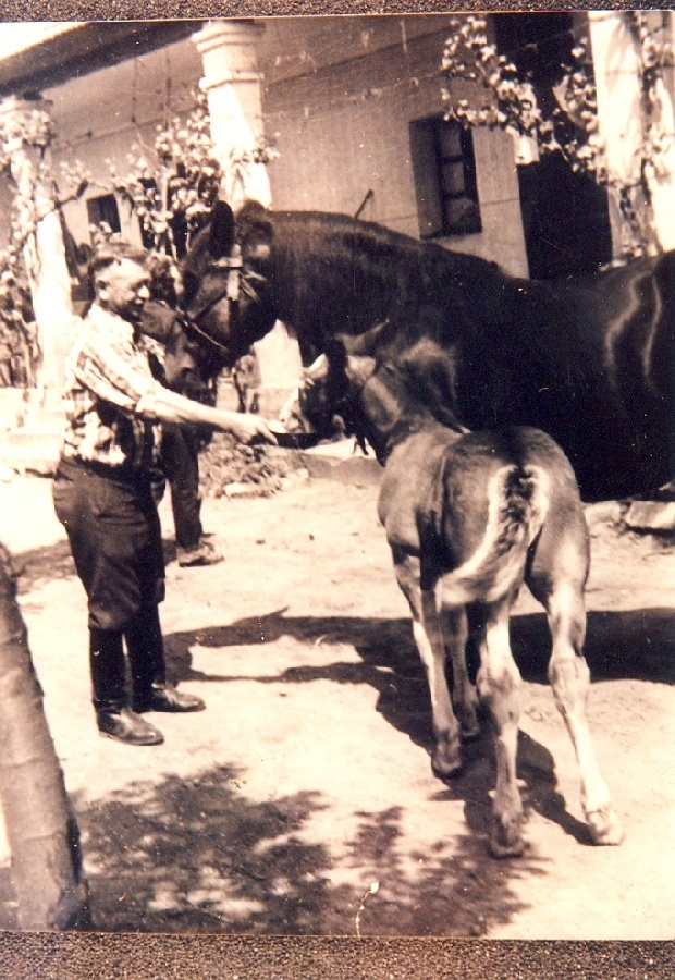 Ló csikójával